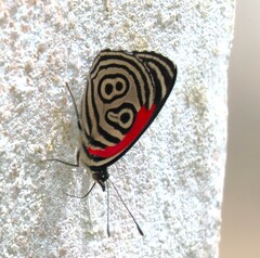 Diaethria clymena dodone