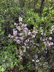 Erica manipuliflora
