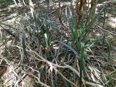 Bromelia antiacantha