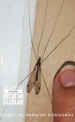 Megistocera