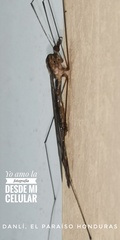 Megistocera