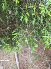 Juniperus navicularis
