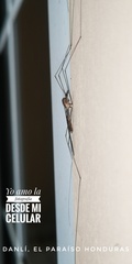 Megistocera