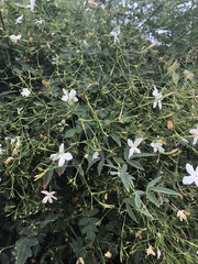 Jasminum