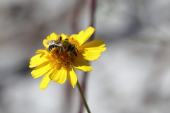 Hesperapis oraria