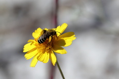 Hesperapis oraria
