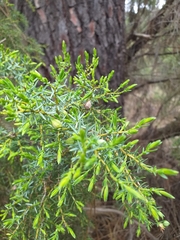 Juniperus navicularis