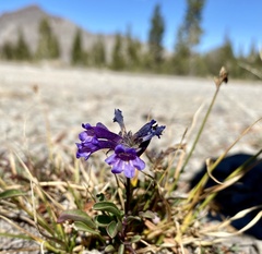 Penstemon heterodoxus