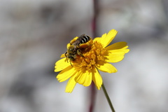 Hesperapis oraria