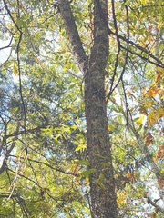 Myelochroa aurulenta