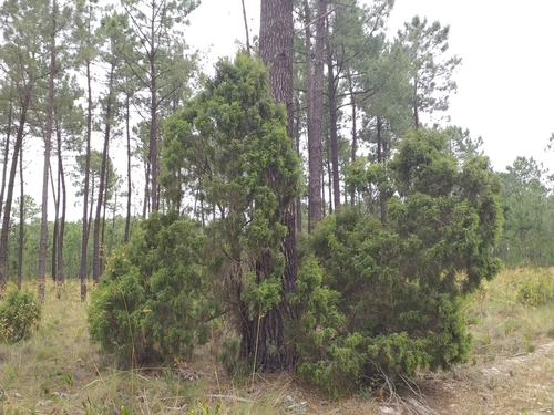 Portuguese prickly juniper