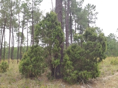Juniperus navicularis