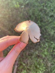 Psathyrella longipes