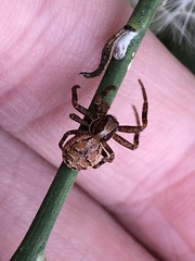 Xysticus