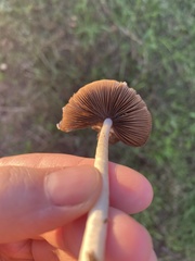 Psathyrella longipes