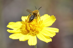 Hesperapis oraria