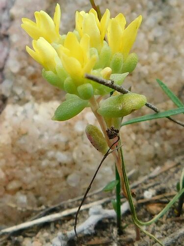 Crassula sebaeoides
