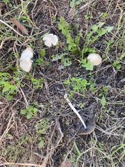 Psathyrella longipes