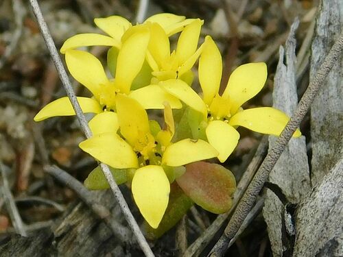 Crassula sebaeoides
