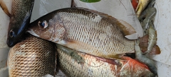 Lutjanus argentiventris