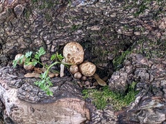 Volvariella bombycina