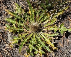 Cirsium scariosum