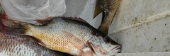 Lutjanus argentiventris