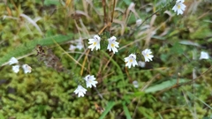 Euphrasia officinalis