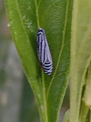 Graphocephala flavovittata