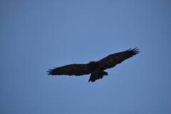 Geranoaetus melanoleucus