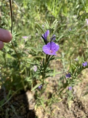 Clarkia tenella