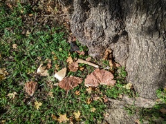 Volvariella bombycina