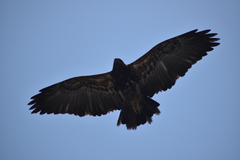 Geranoaetus melanoleucus