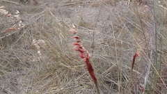 Melinis repens