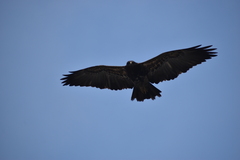 Geranoaetus melanoleucus
