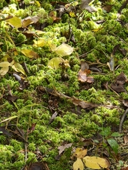 Sphagnum