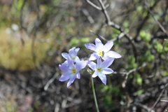 Leucocoryne ixioides