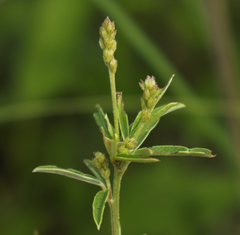 Lespedeza leptostachya