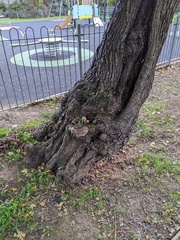 Volvariella bombycina