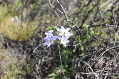 Leucocoryne ixioides