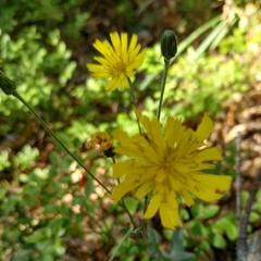 Hieracium murorum