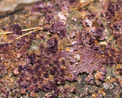 Trichaptum fuscoviolaceum