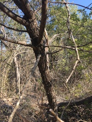 Styphnolobium affine