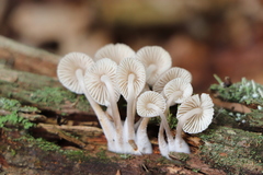Mycena galericulata