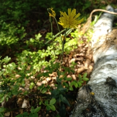Hieracium murorum