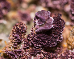 Trichaptum fuscoviolaceum