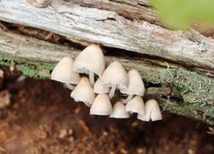 Mycena galericulata