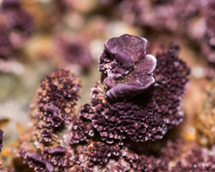 Trichaptum fuscoviolaceum