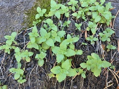 Erythranthe moschata