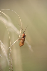 Anabolia
